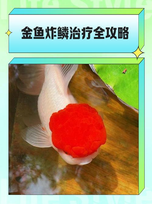 金鱼炸鳞片是什么原因?金鱼炸鳞了是什么原因