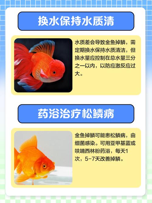 金鱼炸鳞片是什么原因?金鱼炸鳞了是什么原因