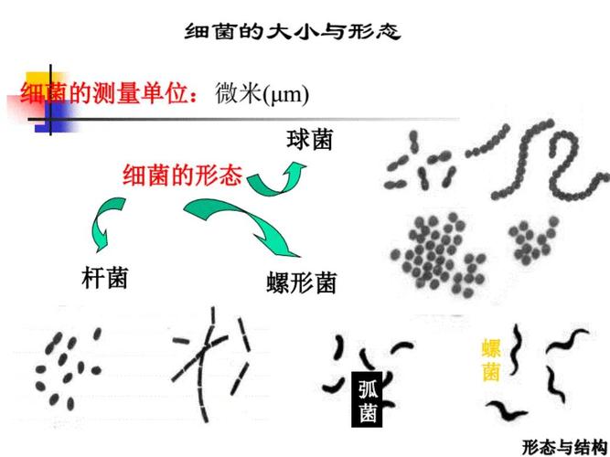 细菌生长繁殖的条件是什么??细菌生长繁殖基本条件
