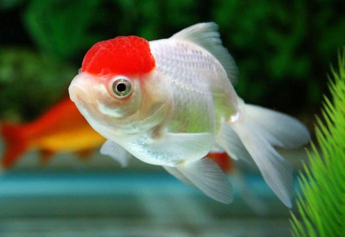 金鱼的眼睛可以看见吗?金鱼的眼睛会重新长出来吗