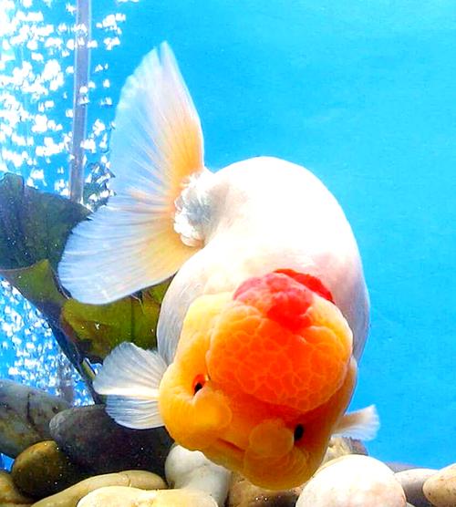 金鱼的眼睛可以看见吗?金鱼的眼睛会重新长出来吗