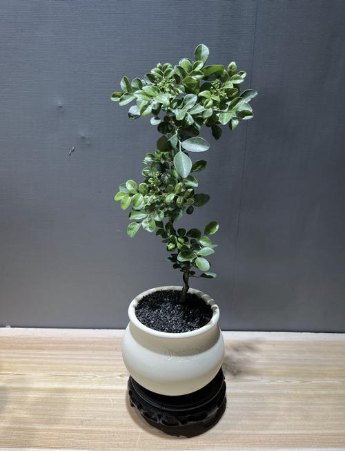 九里香养殖方法及注意事项？九里香的养殖方法和价格