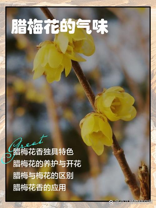 腊梅花的香味是怎么产生的原因？腊梅花的香味,太好闻了