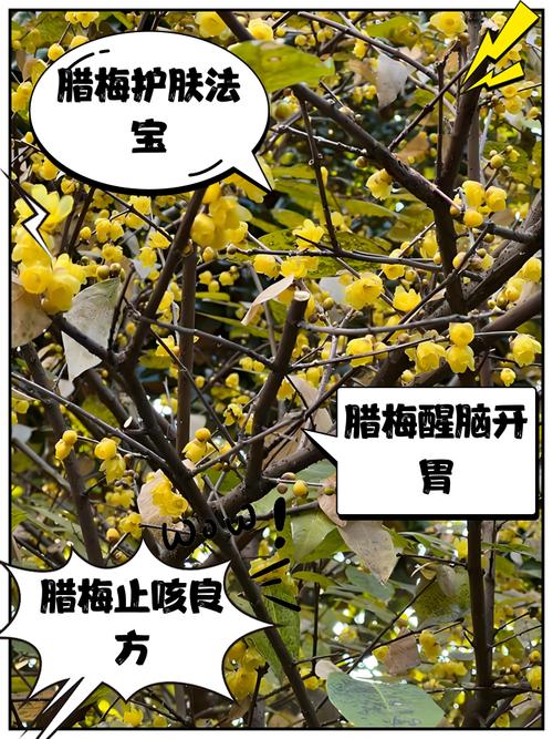 腊梅花的香味是怎么产生的原因?腊梅花的香味,太好闻了