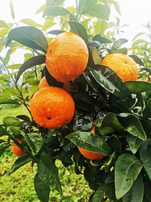 荣昌县的特产是什么水果？荣昌特色