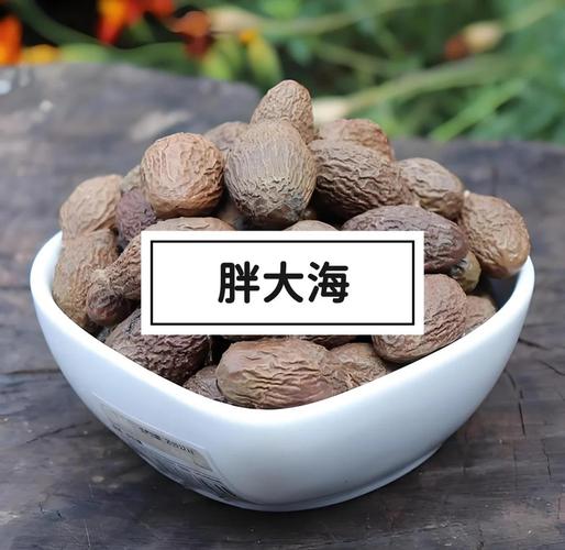 胖大海产自哪里??胖大海产自哪里