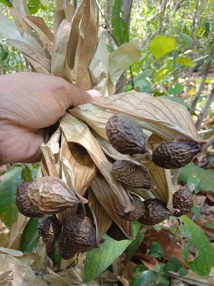 胖大海产自哪里??胖大海产自哪里