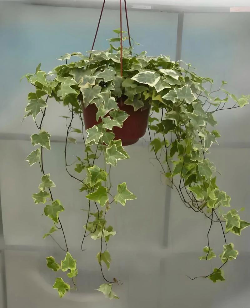 可以盆栽的藤类植物有哪些？哪些藤可以做盆景