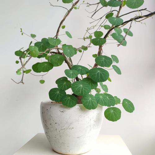 可以盆栽的藤类植物有哪些?哪些藤可以做盆景