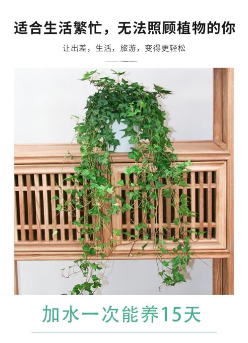 可以盆栽的藤类植物有哪些?哪些藤可以做盆景