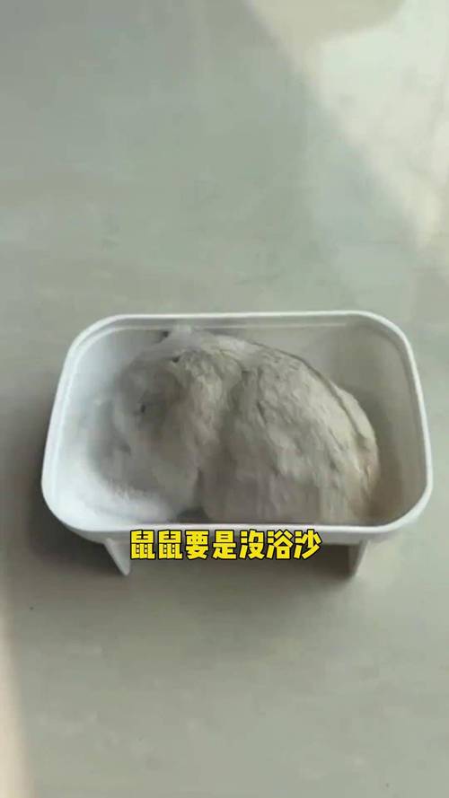 金丝熊啥时候***?金丝熊什么时候是***期