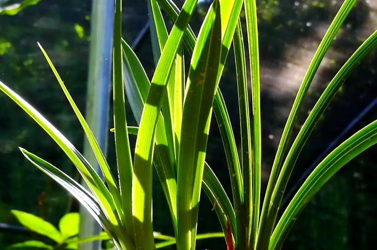 给兰花用多菌灵怎么用?兰花如何用多菌灵