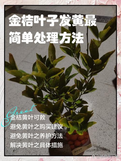 金桔叶子发黄掉落？金桔黄叶掉叶怎么办