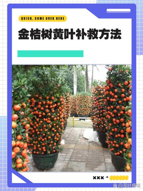 金桔叶子发黄掉落?金桔黄叶掉叶怎么办