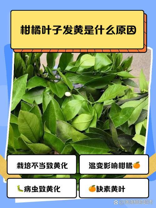 金桔叶子发黄掉落?金桔黄叶掉叶怎么办