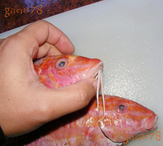 锦鲤的胡须代表什么？锦鲤有胡须和没胡须的区别