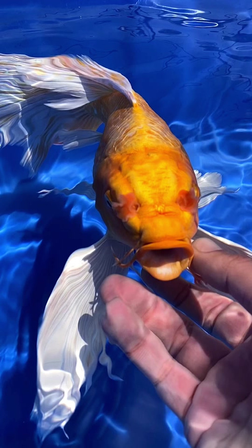 锦鲤的胡须代表什么?锦鲤有胡须和没胡须的区别