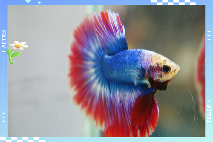 孔雀鱼为啥竖着游?孔雀鱼竖直向上