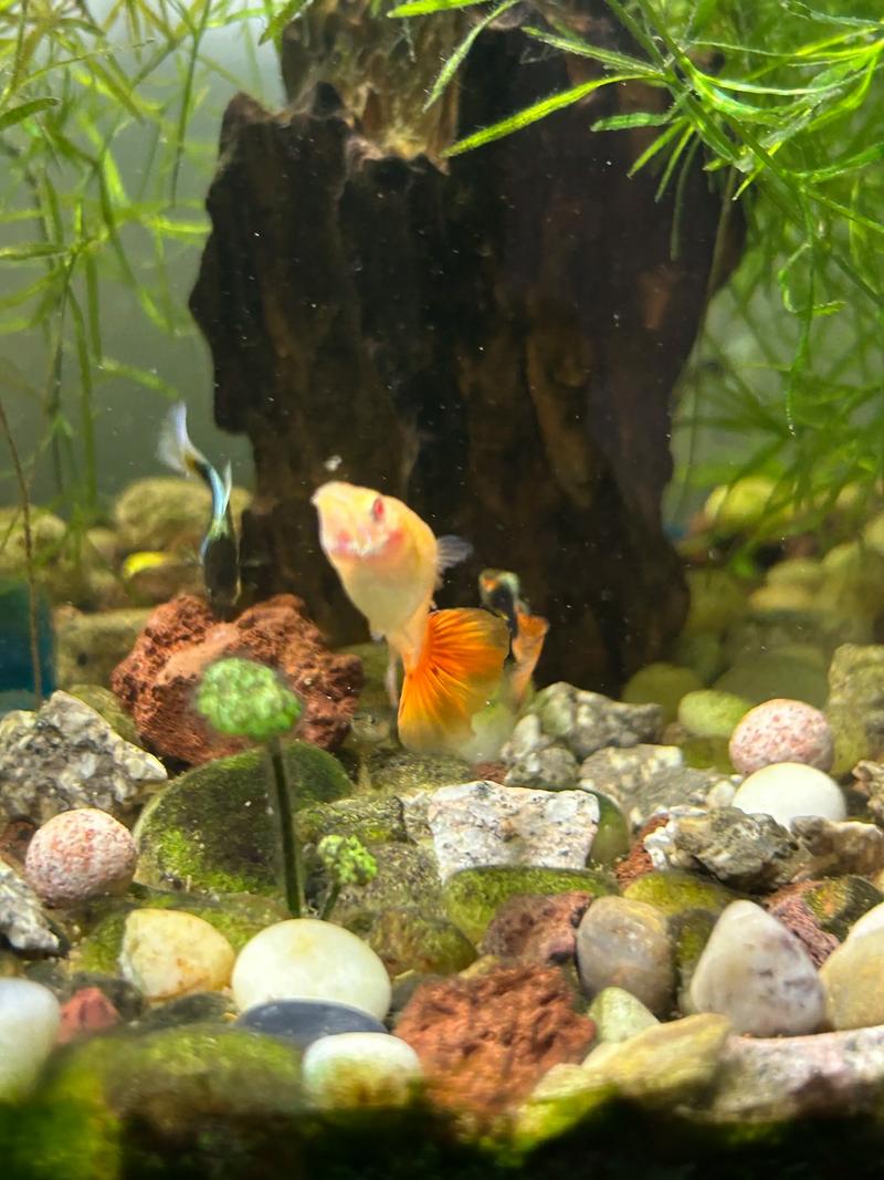 孔雀鱼为啥竖着游?孔雀鱼竖直向上