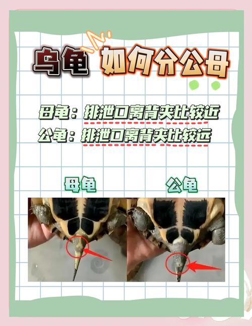 怎么分清水龟和旱龟？如何区分水龟和旱龟