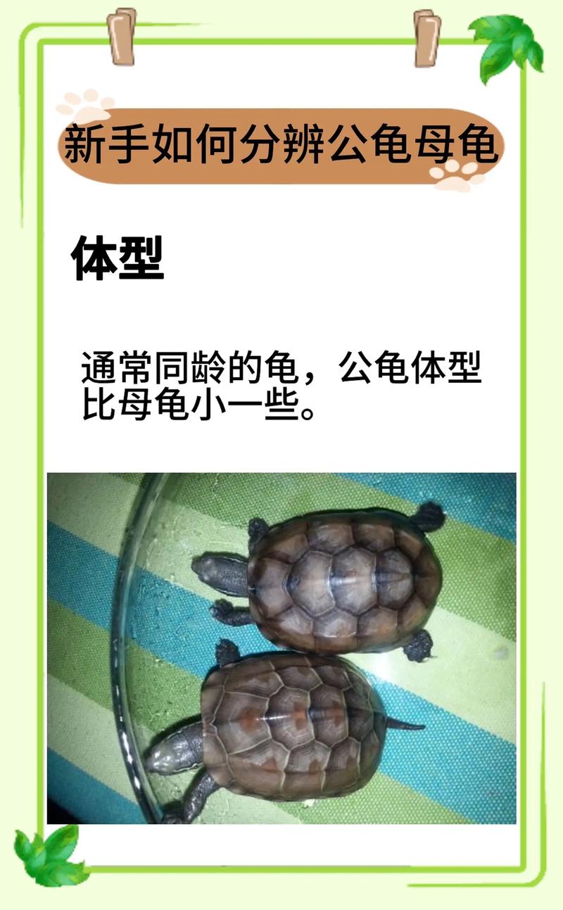 怎么分清水龟和旱龟?如何区分水龟和旱龟