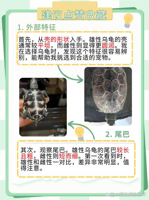 怎么分清水龟和旱龟?如何区分水龟和旱龟