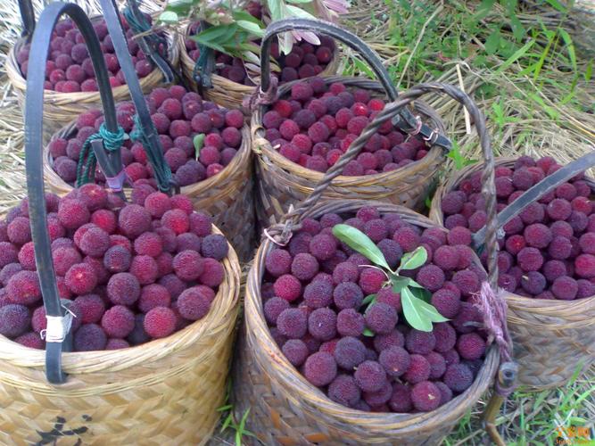 昆明什么水果最出名？昆明出名的水果