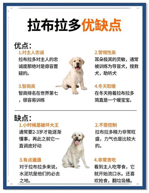 拉布拉多智商排名多少?拉布拉多智商位列世界犬类第六位