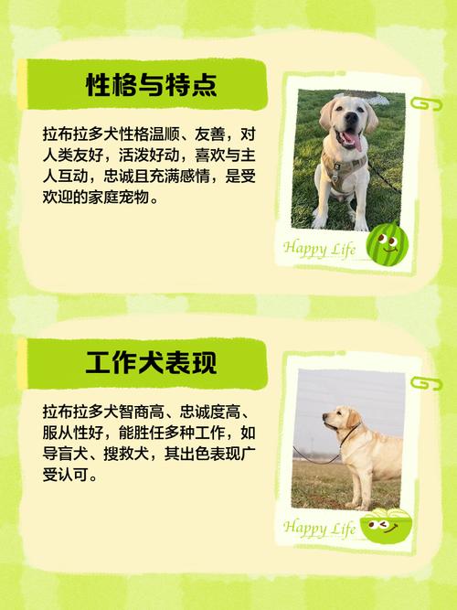 拉布拉多智商排名多少?拉布拉多智商位列世界犬类第六位