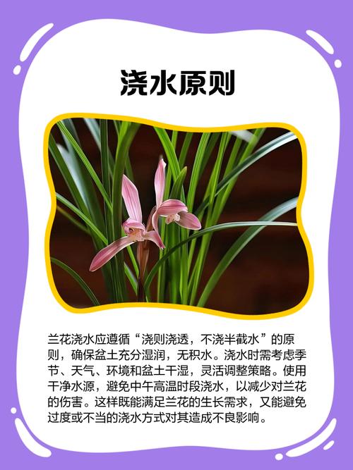 兰花需要经常浇水吗为什么?兰花需要浇水嘛