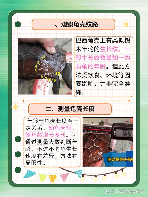 如何分辨巴西龟年龄多大？辨别巴西龟年龄
