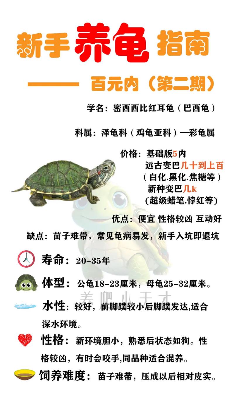 如何分辨巴西龟年龄多大?辨别巴西龟年龄