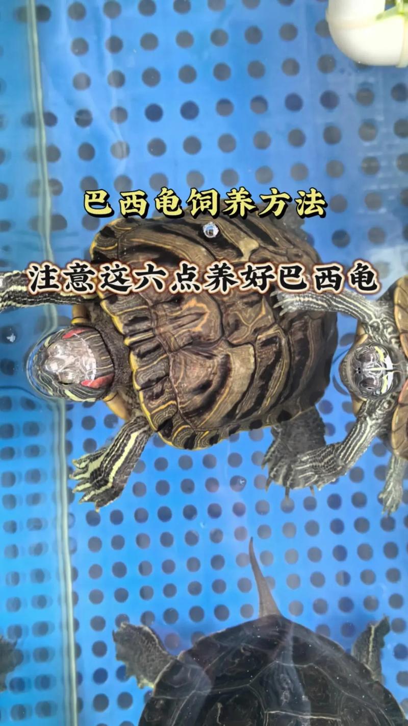 如何分辨巴西龟年龄多大?辨别巴西龟年龄