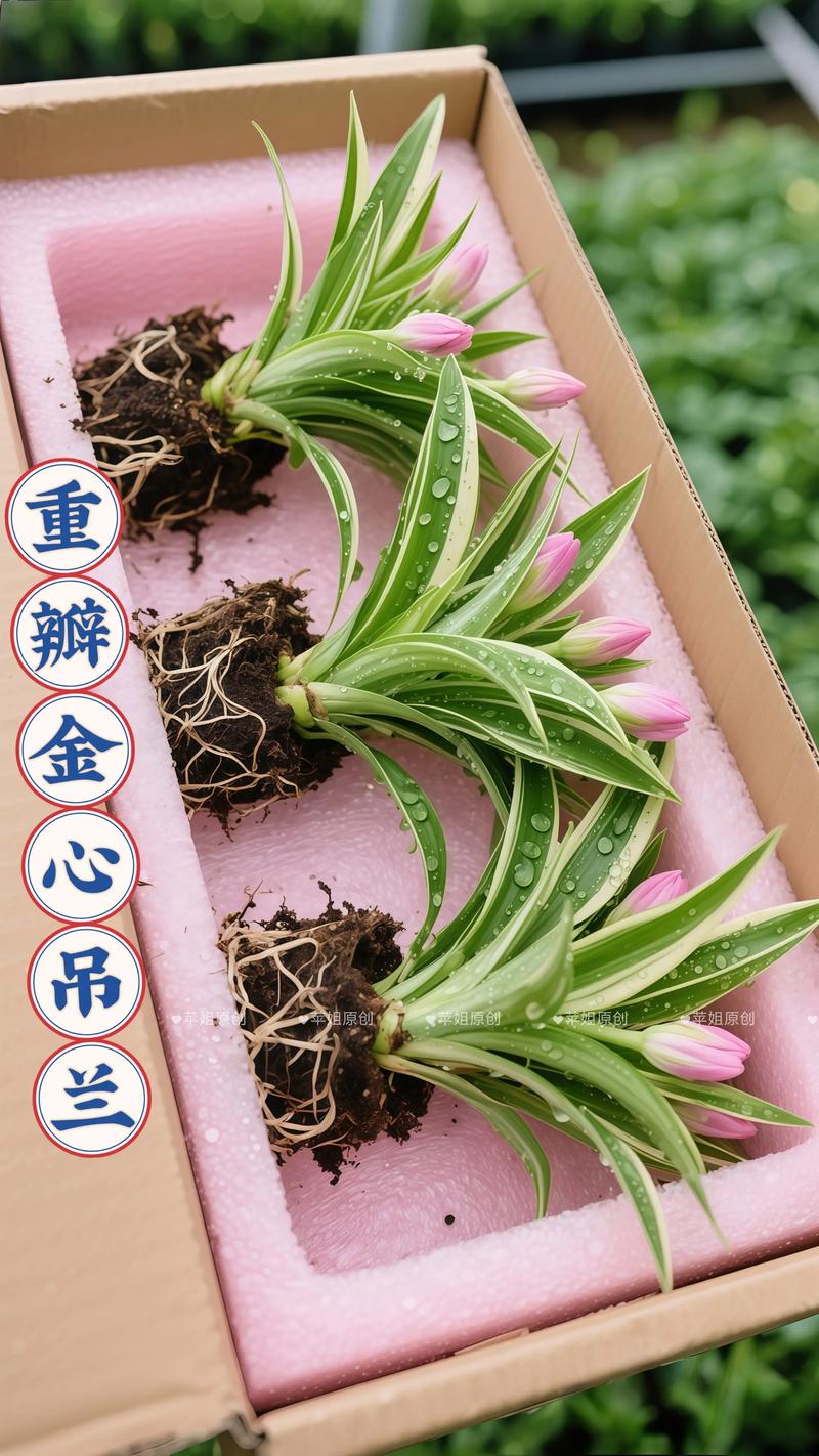 金心吊兰怎么养长得好?金心吊兰的功效与作用是什么