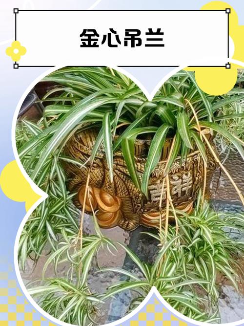 金心吊兰怎么养长得好?金心吊兰的功效与作用是什么