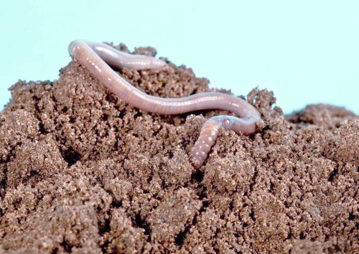 蚯蚓适应环境需要一年吗?蚯蚓适应温度