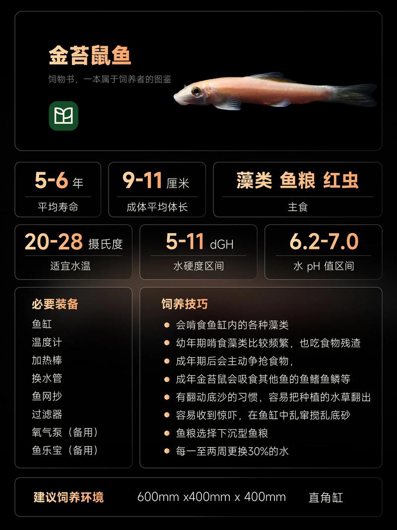 金苔鼠怎样分公母？金苔鼠怎样分公母视频