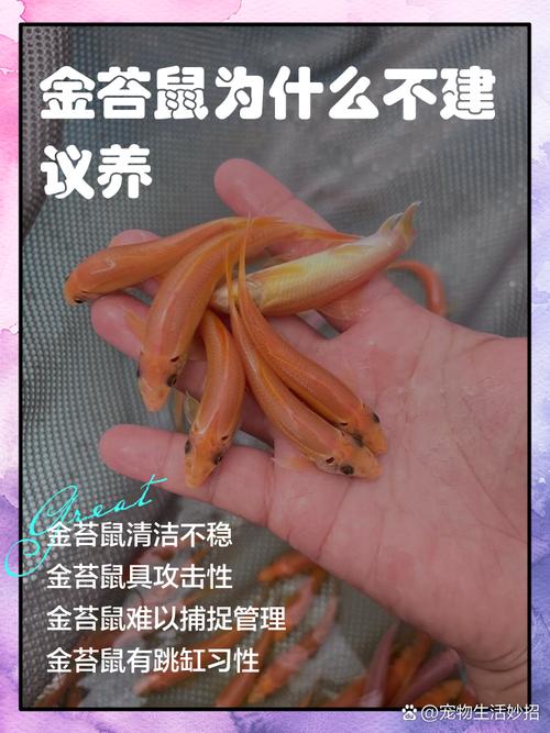 金苔鼠怎样分公母?金苔鼠怎样分公母视频