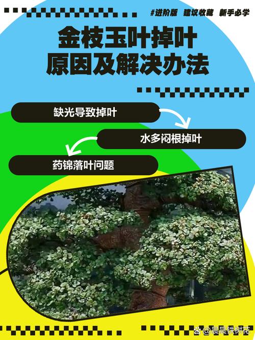 金枝玉叶叶子发黄掉叶是怎么回事？金枝玉叶叶子发黄掉叶是怎么回事