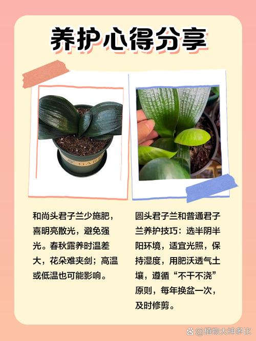 和尚头君子兰多少钱？和尚君子兰和普通有什么不同