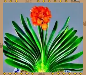 和尚头君子兰多少钱?和尚君子兰和普通有什么不同