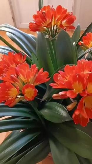 和尚头君子兰多少钱?和尚君子兰和普通有什么不同