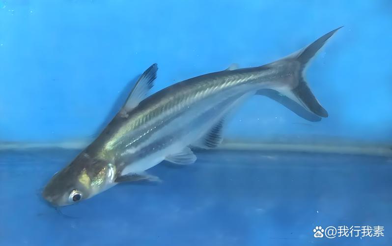 观赏鱼蓝鲨吃什么？观赏鱼蓝鲨吃什么饲料