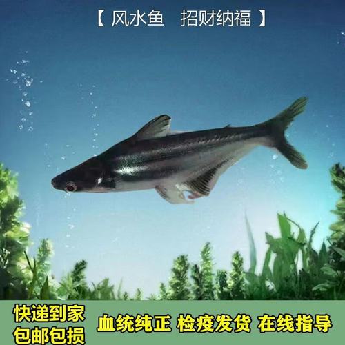 观赏鱼蓝鲨吃什么?观赏鱼蓝鲨吃什么饲料