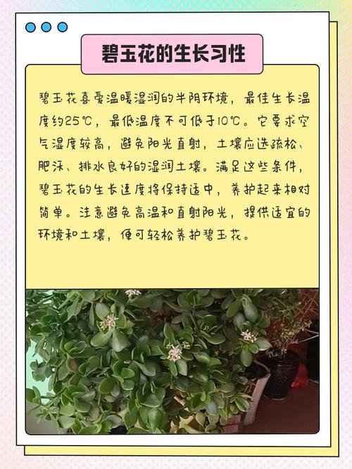 请问碧玉花的花语是什么意思？碧玉花介绍