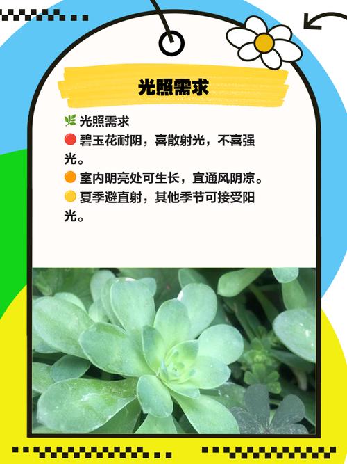 请问碧玉花的花语是什么意思?碧玉花介绍