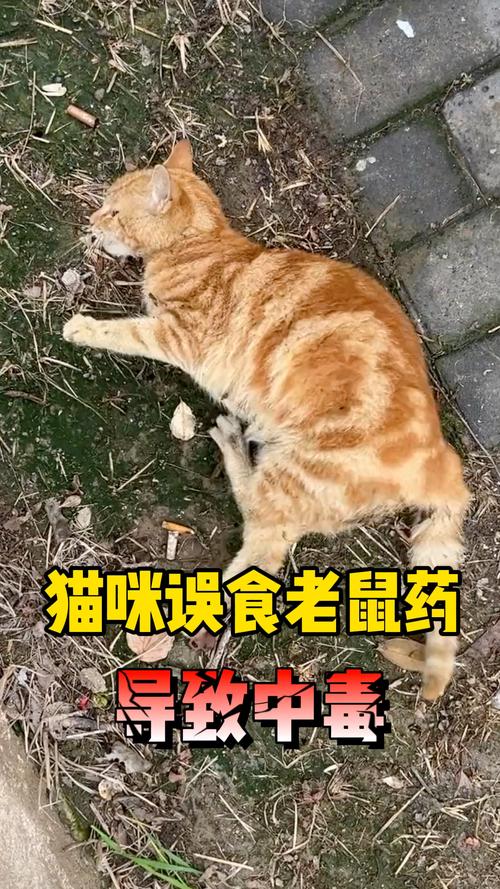 这农村怎么避免猫吃老鼠药？怎么防止猫吃老鼠