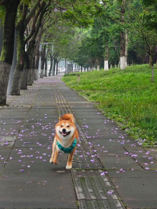 可以带宠物去旅游吗?能带宠物旅游吗