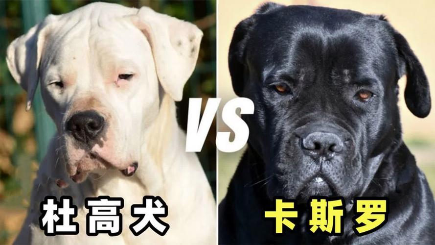 卡斯罗和杜高哪个好养?卡斯罗跟杜高的区别