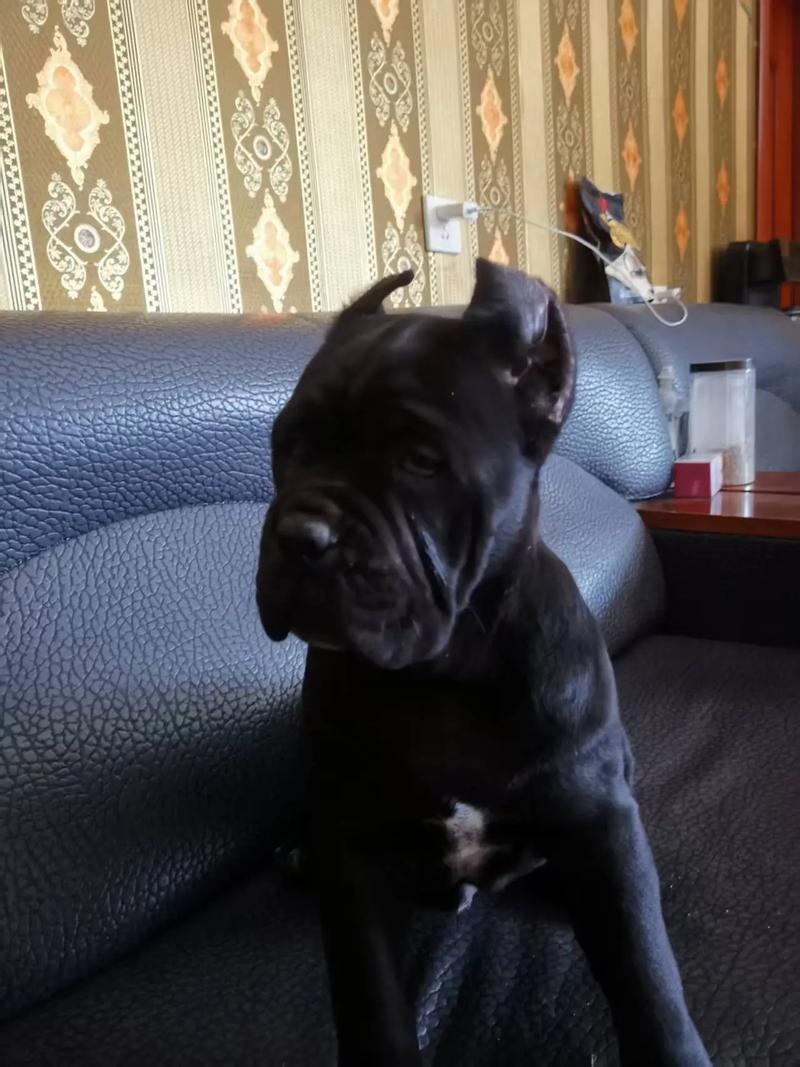 卡斯罗和杜高哪个好养?卡斯罗跟杜高的区别